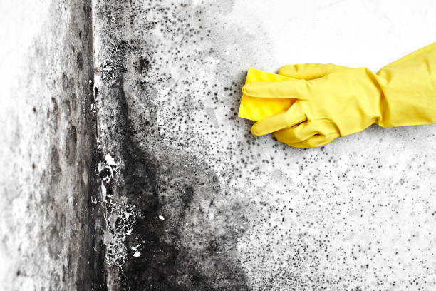 Eau Claire, WI Mold Removal Company