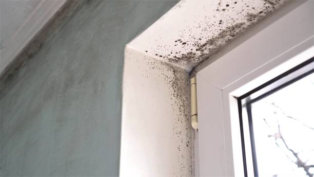 Best Attic Mold Removal  in Eau Claire, WI