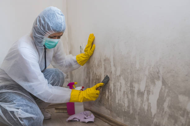 Best Toxic Mold Removal  in Eau Claire, WI