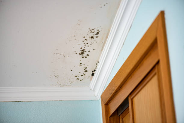 Best Certified Mold Removal  in Eau Claire, WI