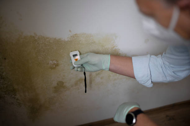 Best Local Mold Removal Service  in Eau Claire, WI