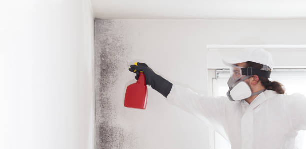 Best Mold Damage Repair  in Eau Claire, WI