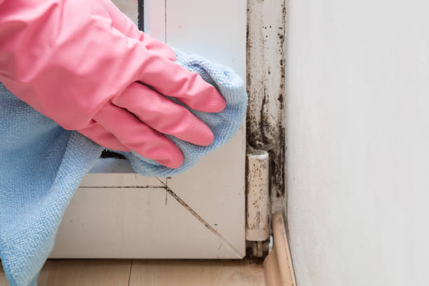 Best Black Mold Removal  in Eau Claire, WI